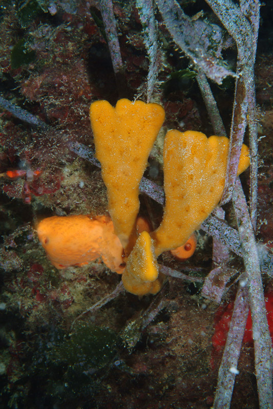 Axinella damicornis (Esper, 1794)